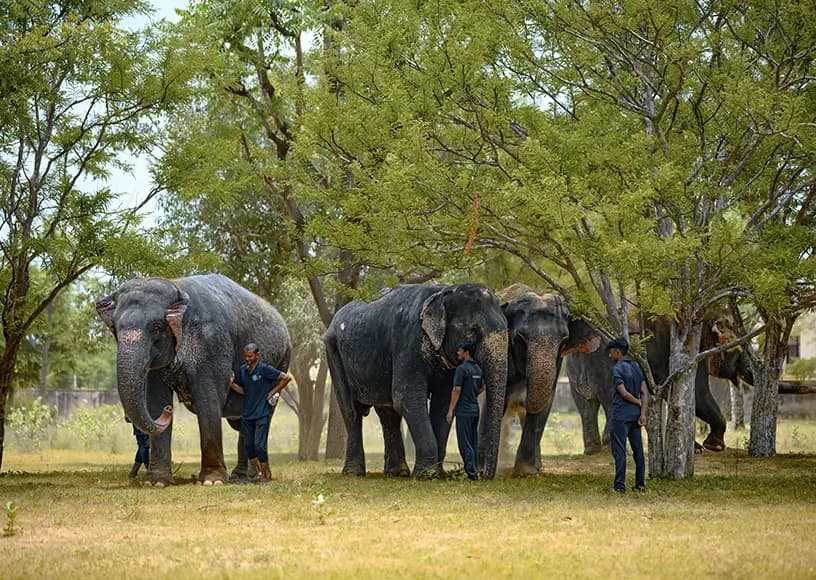 Elefantastic Sanctuary Half-Day Experience